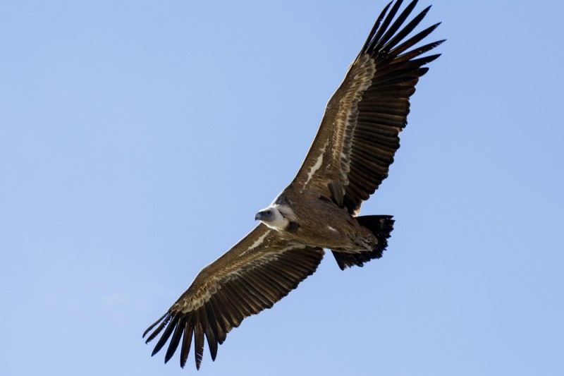 <span style='color:#780948'>ARCHIVED</span> - Vulture dies after being electrocuted on pylon in Alicante mountain range