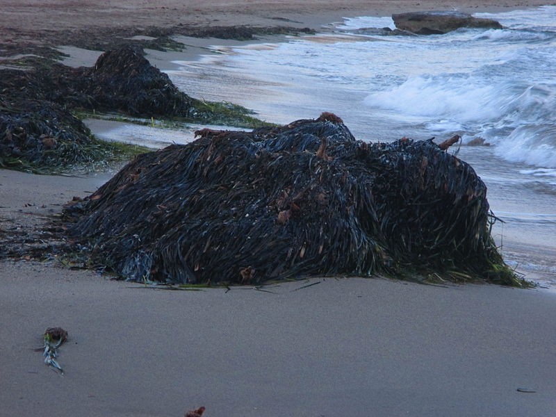 <span style='color:#780948'>ARCHIVED</span> - Removal of seaweed restrictions to protect Valencia coastline
