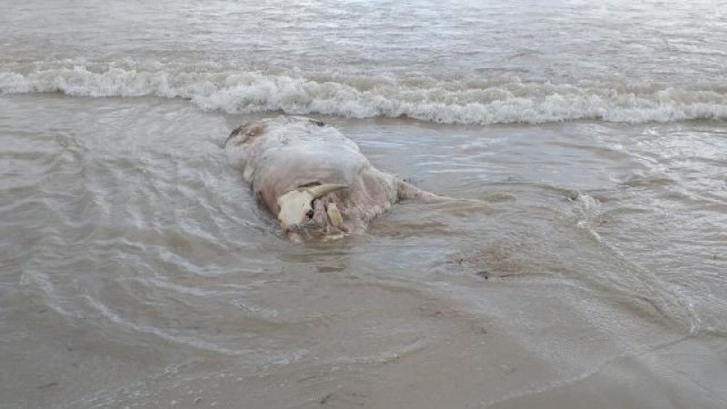 <span style='color:#780948'>ARCHIVED</span> - Dead cow washes up on Alicante beach