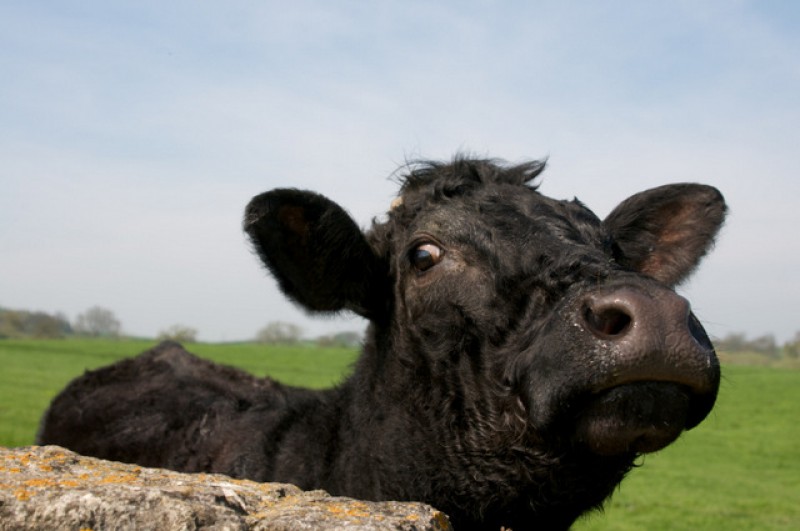 <span style='color:#780948'>ARCHIVED</span> - Farmers in Spain face ruin due to rising costs