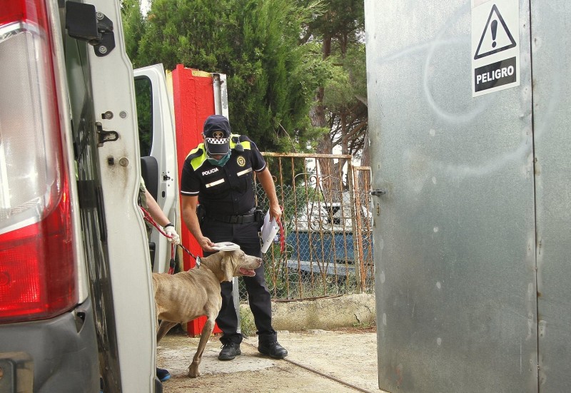 <span style='color:#780948'>ARCHIVED</span> - Alicante Local Police Canine Unit rescues almost 100 abandoned dogs