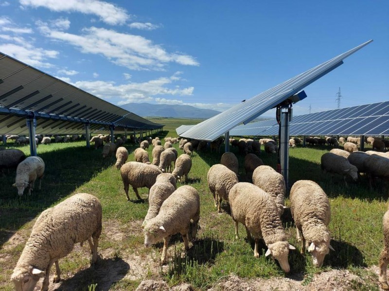 <span style='color:#780948'>ARCHIVED</span> - Sheep farm meets solar plant: energy firm reveals plans to supply electricity to 70,000 Alicante homes