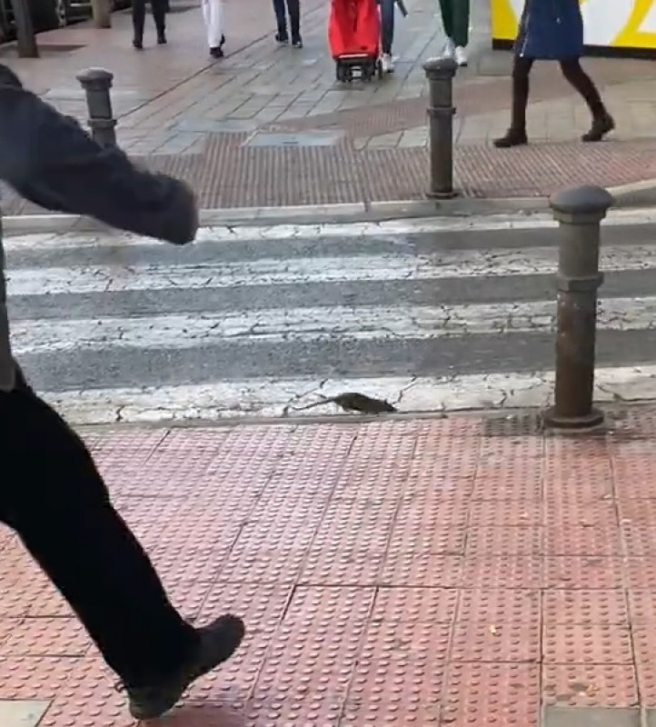 <span style='color:#780948'>ARCHIVED</span> - Horrified residents overrun by rat infestation in Alicante city centre