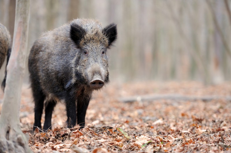 <span style='color:#780948'>ARCHIVED</span> - Collisions with wild animals in Valencia region up 26 per cent in two years