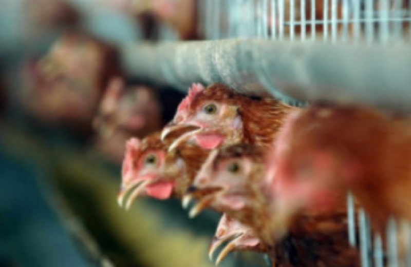 First bird flu cases discovered in Spain