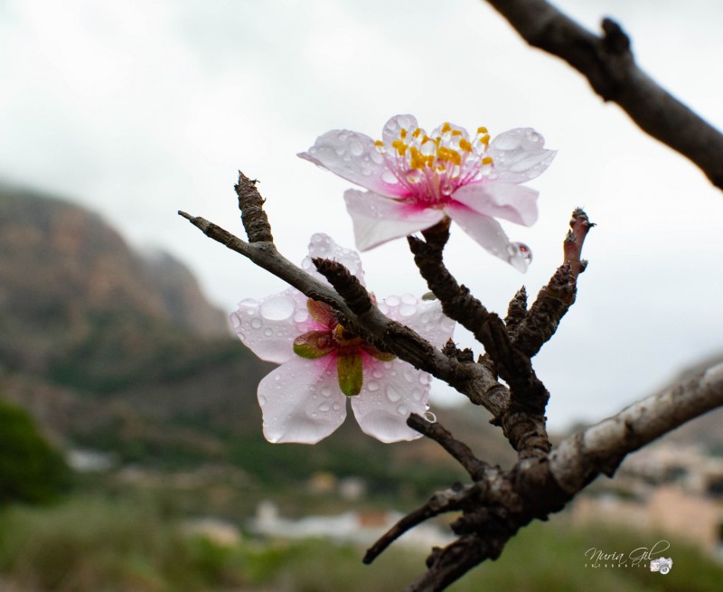 Warm winter brings early almond blossoms in Orihuela