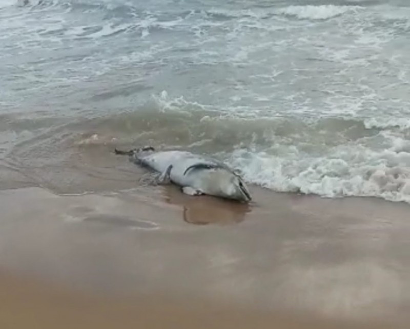 Giant fish washes up dead on Guardamar del Segura beach