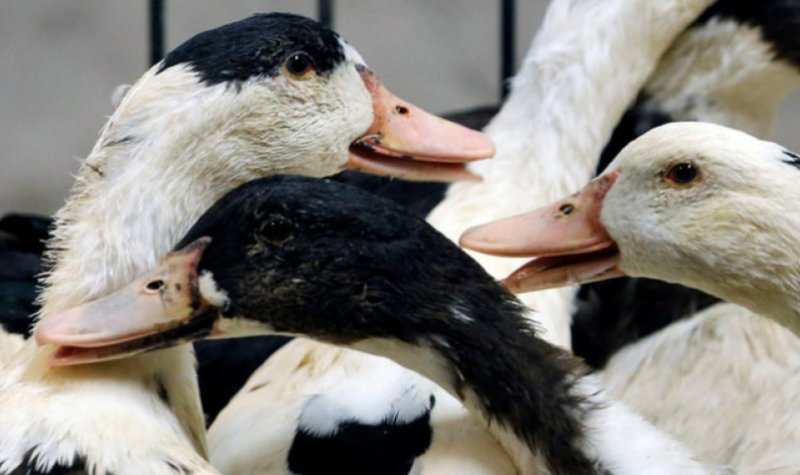 <span style='color:#780948'>ARCHIVED</span> - Bird flu leads to poultry farm confinement in Murcia