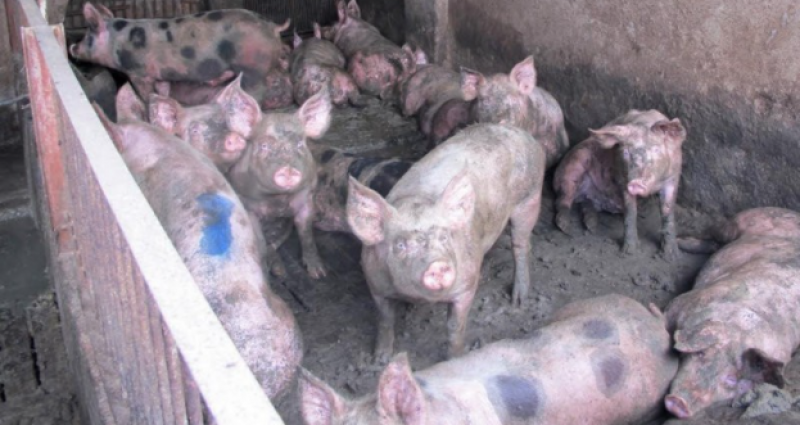 The effects of macro-farms on the Mar Menor