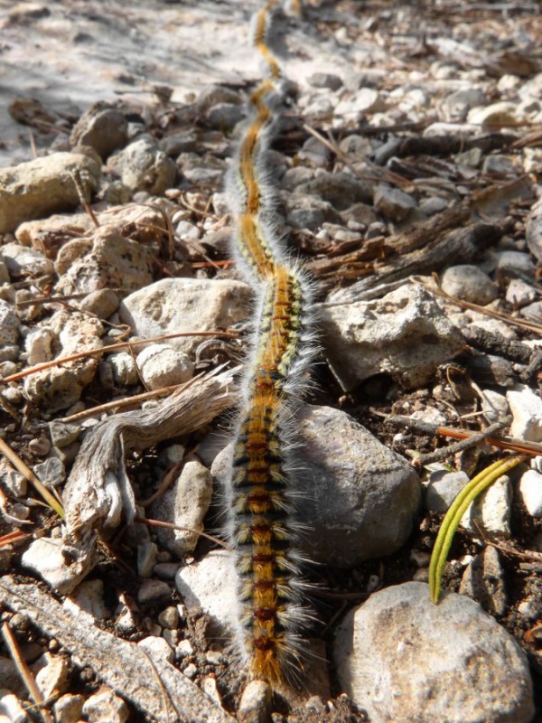 <span style='color:#780948'>ARCHIVED</span> - Public urged to report sightings of pine processionary caterpillars in Orihuela