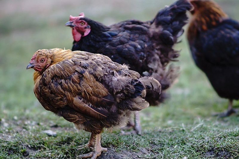 <span style='color:#780948'>ARCHIVED</span> - Javea residents overrun with raucous roosters and cackling hens