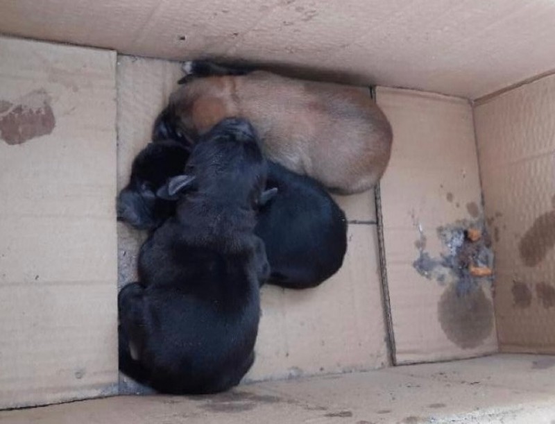<span style='color:#780948'>ARCHIVED</span> - Abandoned litter of puppies saved from certain death in Elche