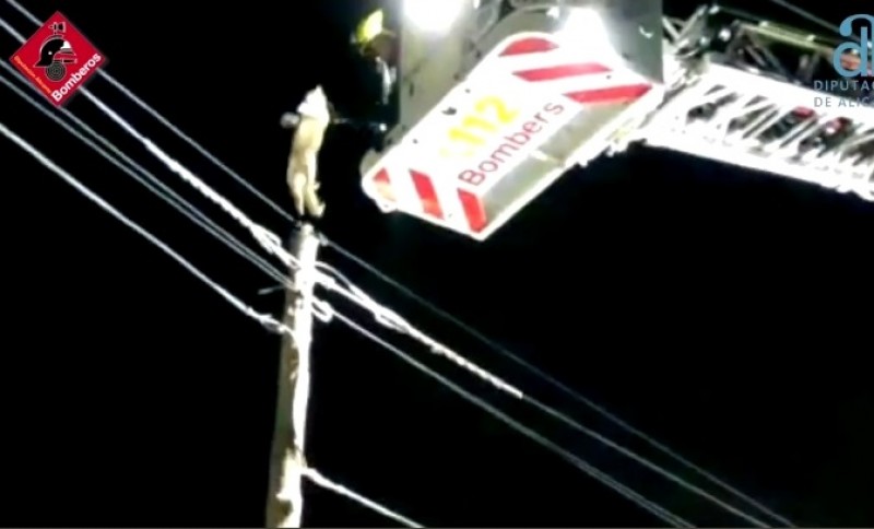 <span style='color:#780948'>ARCHIVED</span> - WATCH: Hair-raising video of Alicante cat rescued from telephone line