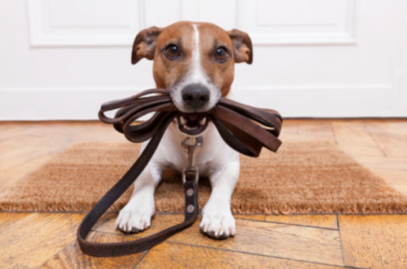 <span style='color:#780948'>ARCHIVED</span> - Up to two years in prison for abusing animals in Spain