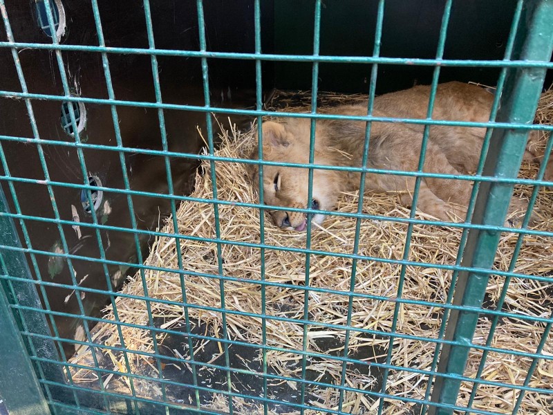 <span style='color:#780948'>ARCHIVED</span> - Vulnerable animals rescued from Ukraine zoo heading for Alicante
