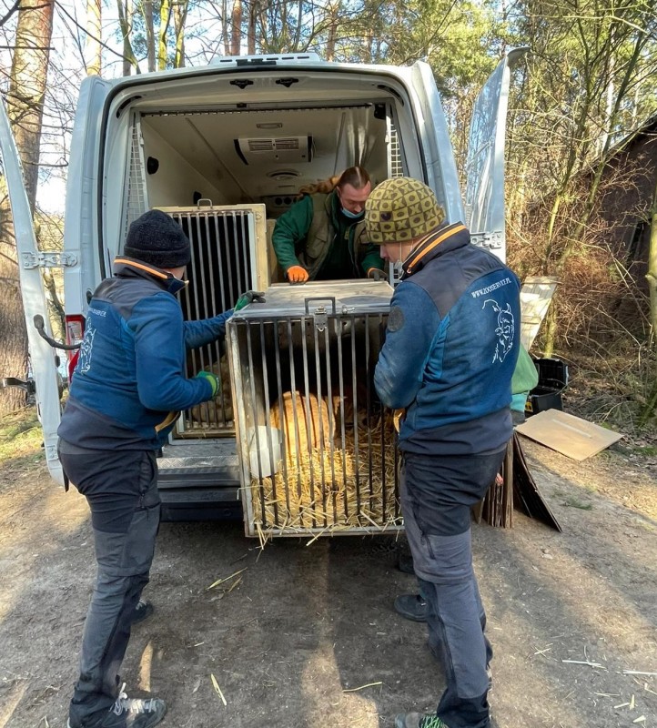 <span style='color:#780948'>ARCHIVED</span> - Vulnerable animals rescued from Ukraine zoo heading for Alicante
