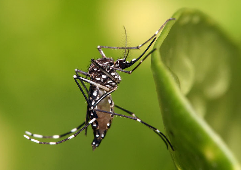 <span style='color:#780948'>ARCHIVED</span> - Holiday blow for Brits as Canary Island issued with yellow fever alert