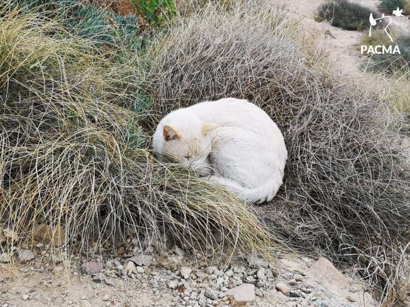 <span style='color:#780948'>ARCHIVED</span> - Benidorm street cat volunteer forced to pay for police report after colony is poisoned