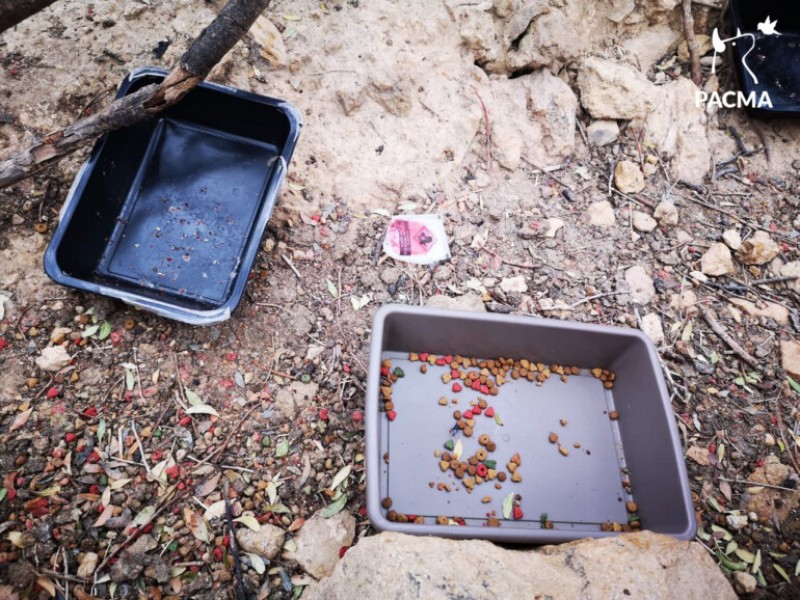 <span style='color:#780948'>ARCHIVED</span> - Benidorm street cat volunteer forced to pay for police report after colony is poisoned