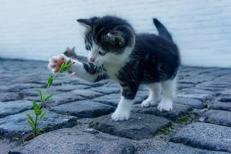 7 popular plants in Spain that are poisonous to dogs and cats