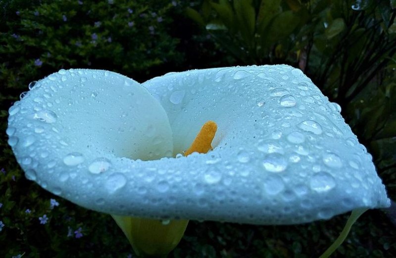 7 popular plants in Spain that are poisonous to dogs and cats