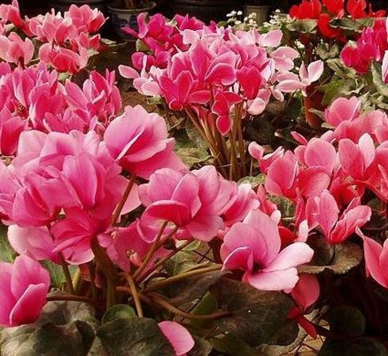 7 popular plants in Spain that are poisonous to dogs and cats