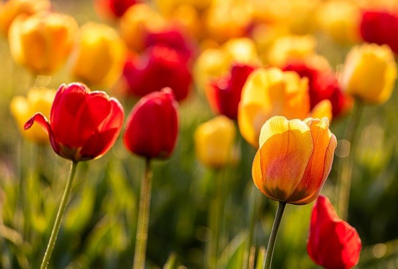 7 popular plants in Spain that are poisonous to dogs and cats