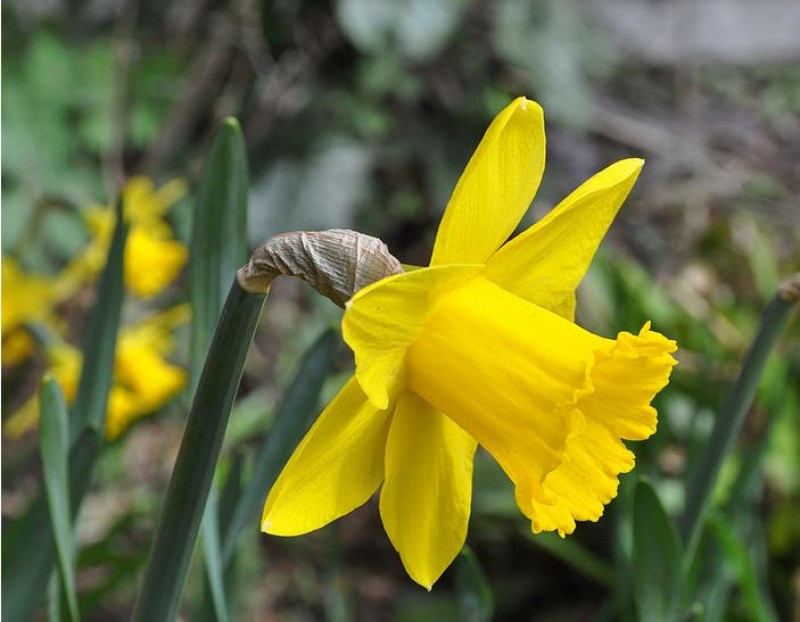 7 popular plants in Spain that are poisonous to dogs and cats