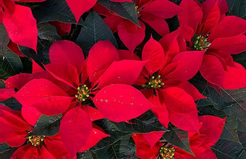 7 popular plants in Spain that are poisonous to dogs and cats