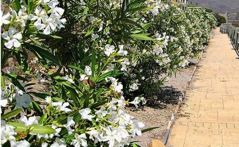 7 popular plants in Spain that are poisonous to dogs and cats