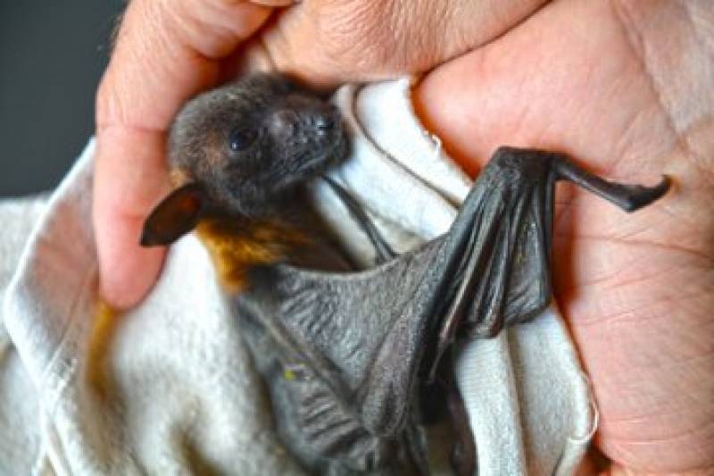 <span style='color:#780948'>ARCHIVED</span> - Terra Natura Benidorm welcomes six adorable fruit bat pups