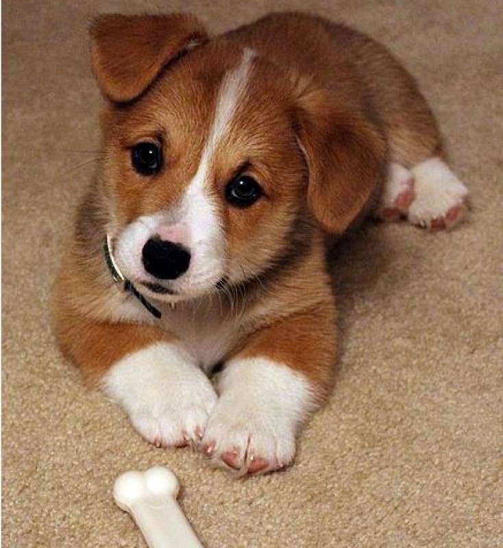 Toxic foods for dogs: do you know the 7 tasty human treats which are harmful to animals?