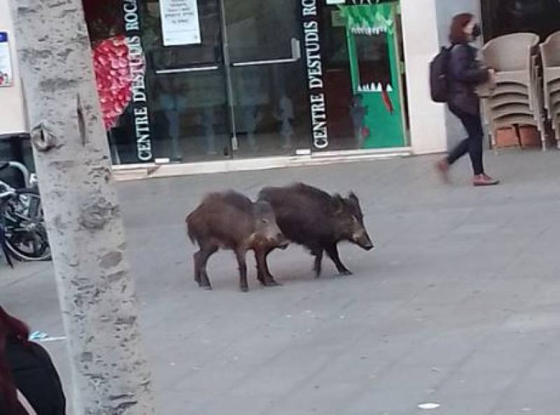 <span style='color:#780948'>ARCHIVED</span> - Wild boar calves stroll the streets of Barcelona for more than two hours