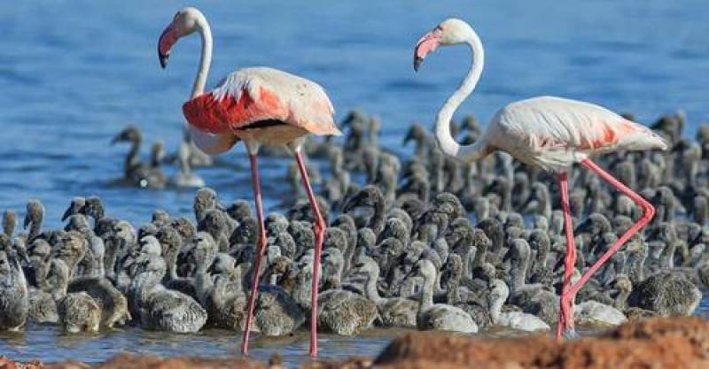 <span style='color:#780948'>ARCHIVED</span> - Hundreds of mating flamingos flock to Torrevieja pink lagoon