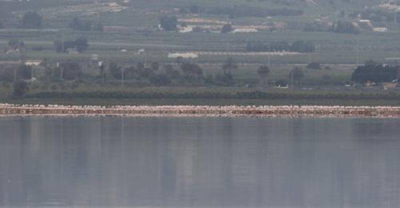 <span style='color:#780948'>ARCHIVED</span> - Hundreds of mating flamingos flock to Torrevieja pink lagoon