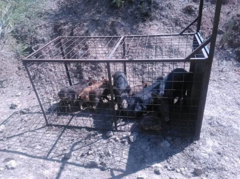 <span style='color:#780948'>ARCHIVED</span> - Wild boar trap-cages fail to tackle growing populations in Denia