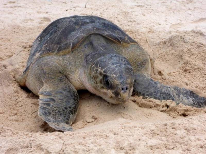 <span style='color:#780948'>ARCHIVED</span> - Stranded turtle is the latest of 13 animals recovered by Alicante cleaning services