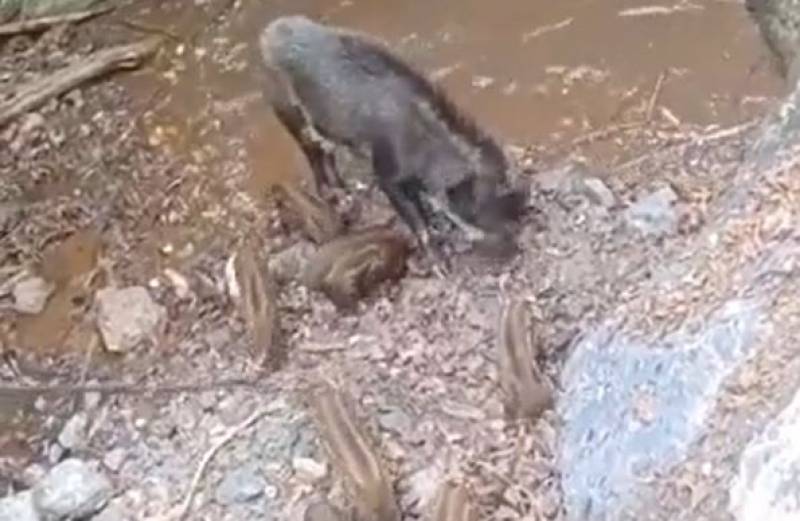 <span style='color:#780948'>ARCHIVED</span> - The adorable video that shows cute wild boar babies in Murcia jumping into a pool to cool off