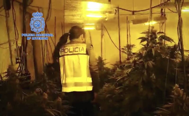 <span style='color:#780948'>ARCHIVED</span> - Benidorm police seize 1.2 million euros worth of cannabis plants and make 14 arrests