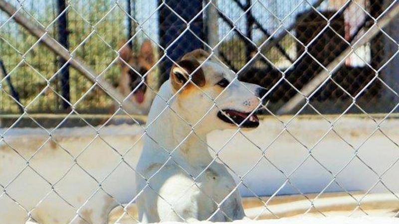 <span style='color:#780948'>ARCHIVED</span> - Animal rescue society in Benidorm granted 40,000 euros to continue caring for strays