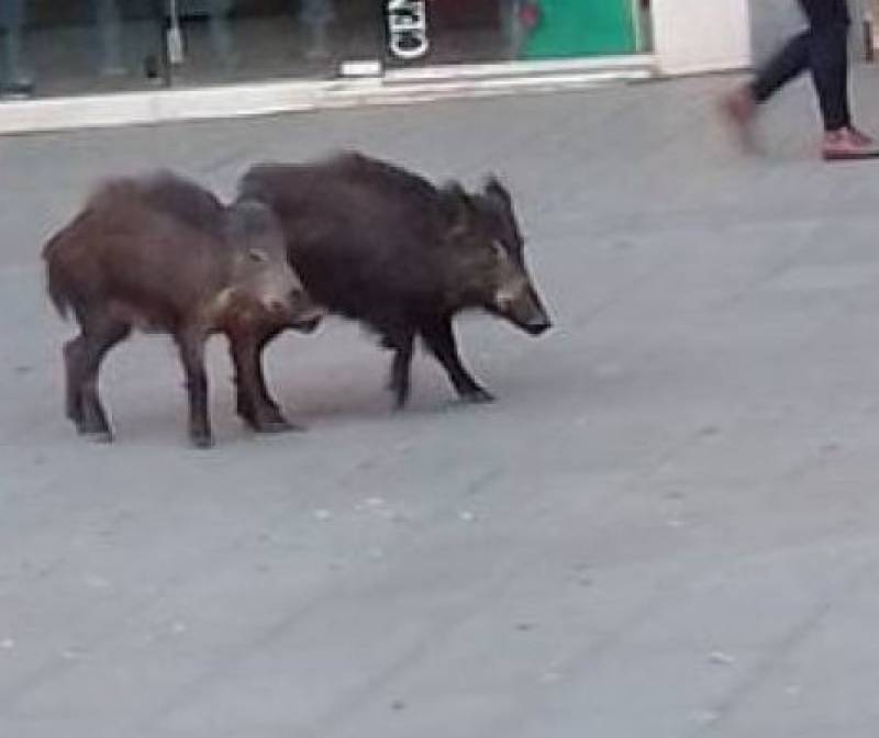 <span style='color:#780948'>ARCHIVED</span> - Dog attacked by wild boar as daylight sightings rise in the Marina Alta, Alicante