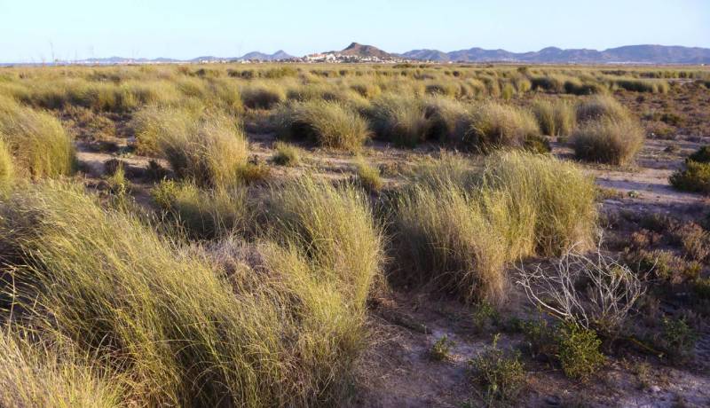 <span style='color:#780948'>ARCHIVED</span> - Murcia begins forced acquisition of El Carmoli to create protected wetlands and help save the Mar Menor