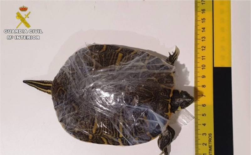 <span style='color:#780948'>ARCHIVED</span> - Passenger caught with dozens of live turtles and crayfish in his hand luggage at Alicante Airport