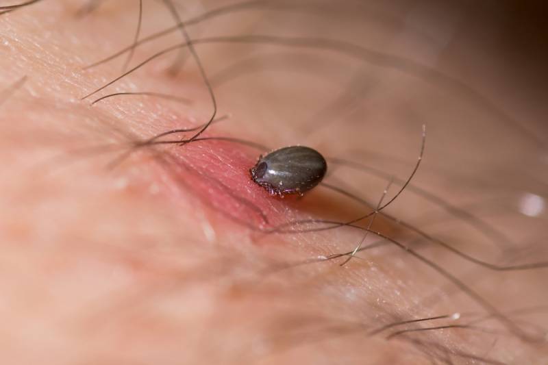 <span style='color:#780948'>ARCHIVED</span> - Increased number of ticks in Murcia: tick prevention and treatment for pets and humans