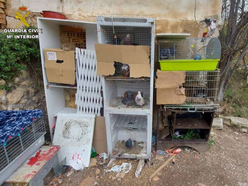 Alicante police probe into theft of 40 racing pigeons worth 50,000 euros