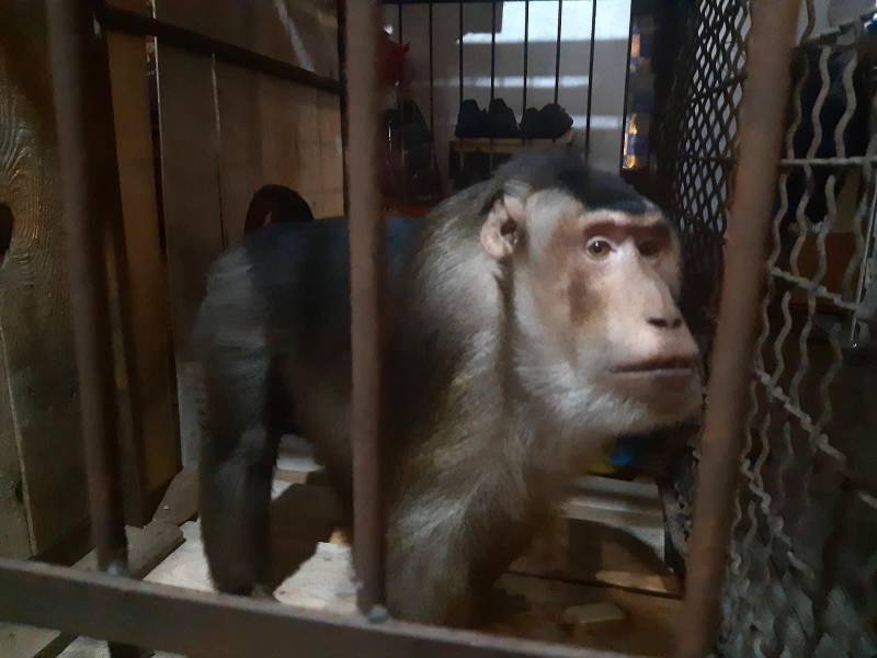 <span style='color:#780948'>ARCHIVED</span> - Circus monkey rescued in Ukraine finds new home in Alicante