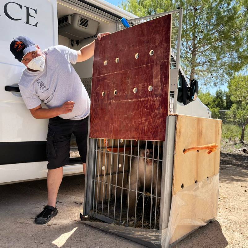 <span style='color:#780948'>ARCHIVED</span> - Circus monkey rescued in Ukraine finds new home in Alicante