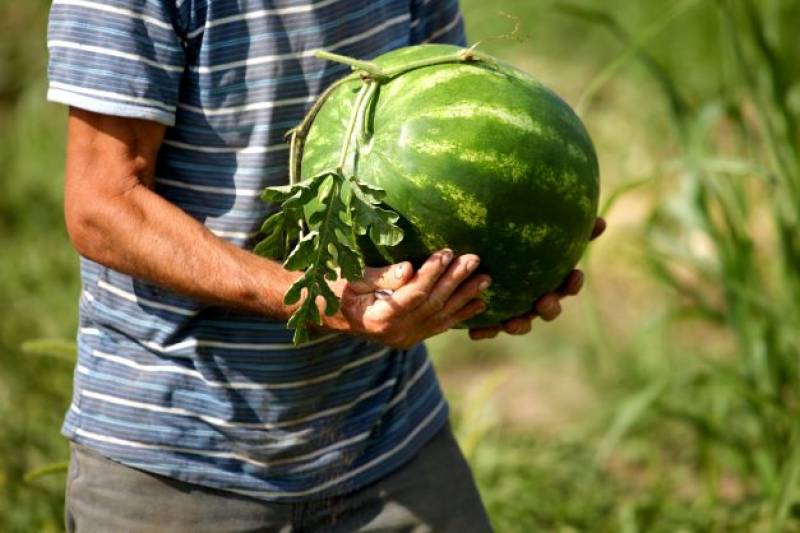 Nighttime patrols on Murcia farms to prevent watermelon thefts
