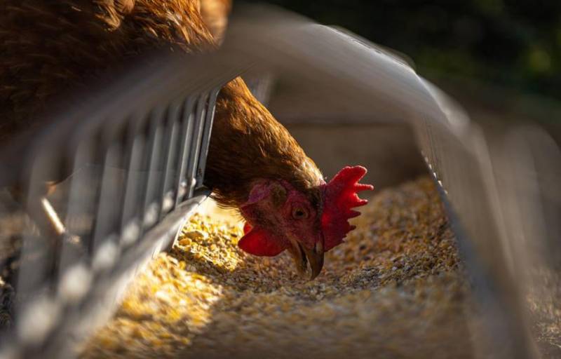 <span style='color:#780948'>ARCHIVED</span> - Farmers forecast a chicken shortage in Spain by October