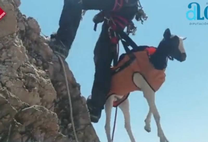 <span style='color:#780948'>ARCHIVED</span> - WATCH: Adorable clip of goat in a coat mountain rescue in Alicante